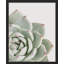 «Cactus Succulent Close Up Echeveria Red Tip White» sur papier-98266469-98266471