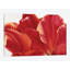 «Fancy Flower I», impression sur toile-29483129-73578259-73578253