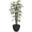 Bambou Panama Bannister