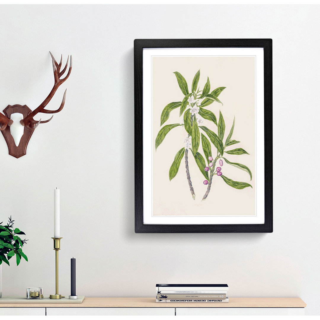 Ngaio Flowers by Sarah Featon - Framed Print