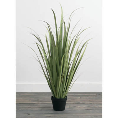 Herbe d’oignon en pot de fleurs