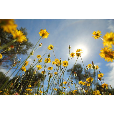 Paysage de printemps par Aydinmutlu