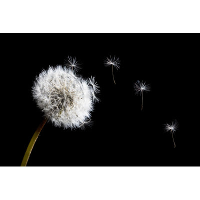 Dandelion by Sensay - Wrapped Canvas Print