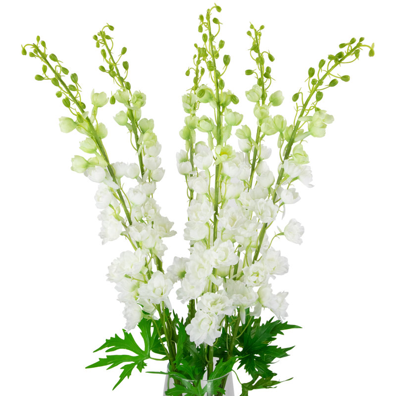 Tiges Delphinium, Blanc