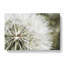 Dandelion Seeds Vol.4 - Wrapped Canvas-61848870