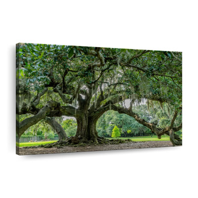 Audubon Park Oak Tree Canvas Print