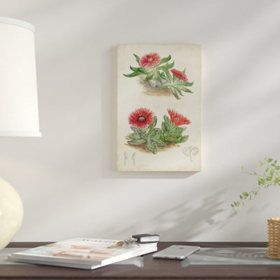 «Antique Cactus V», reproduction sur toile tendue