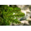 4ft Kingswood Fir Pencil Tree