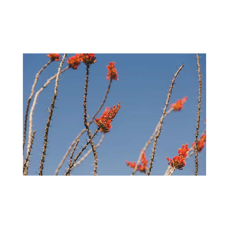 «Ocotillo in Bloom» par Ann Hudec, reproduction de photo sur toile tendue, H 18 po x l 26 po x P 1,5 po