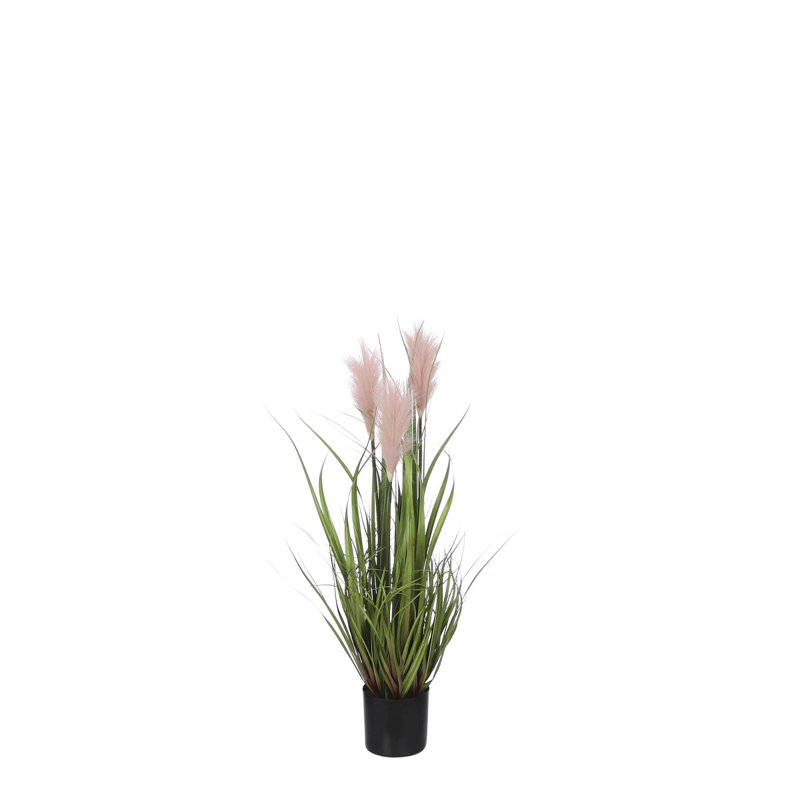Plume 80cm Plant