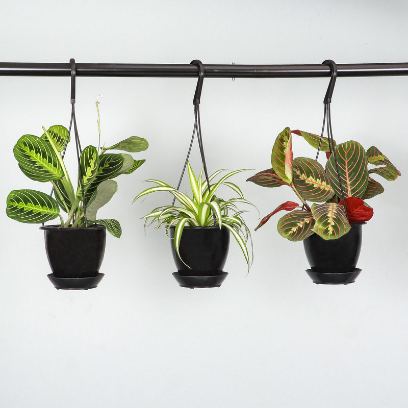 Live Spider Plant in Hanging Pot