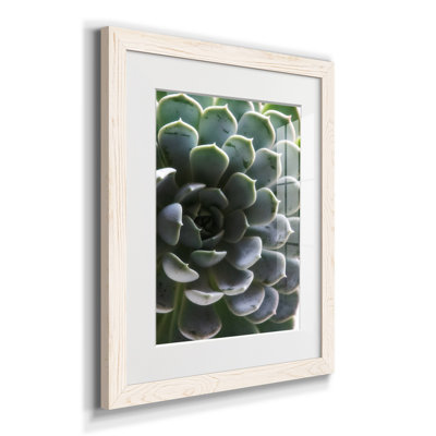 " Zen Succulent I "