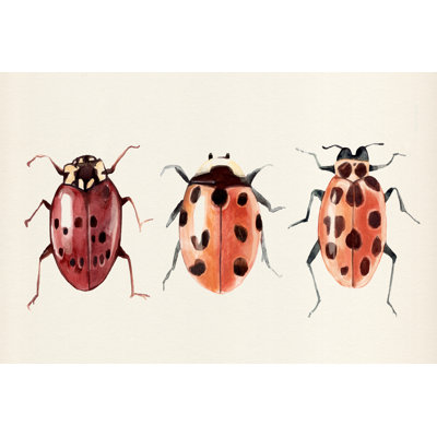 Ladybug Display I 1 Piece Wrapped Canvas Painting