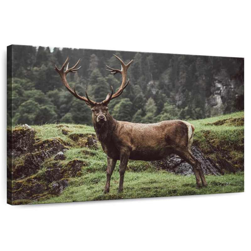 Brampt Majestic Mountain Deer, 20" H x 30" W
