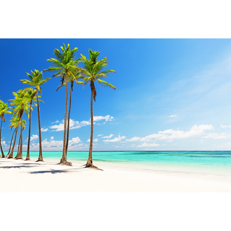 Coconut Palm Tree - Wrapped Canvas Print, 30cm H x 46cm W