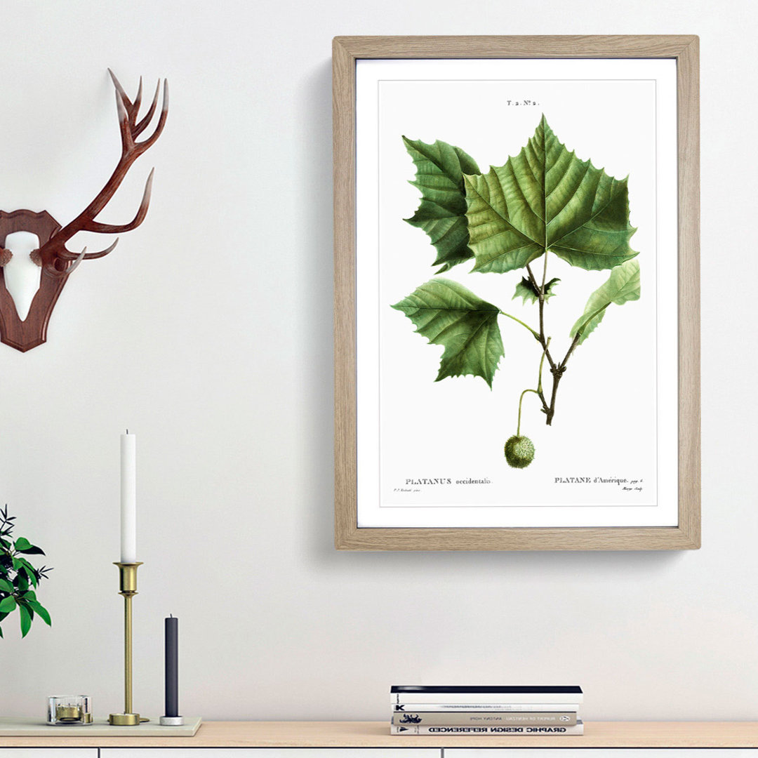 Sycamore Tree by Pierre-Joseph Redoute - Picture Frame Art Prints