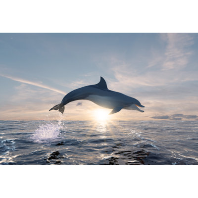 Dolphin Juming In The Ocean by Steved_np3 - Wrapped Canvas Print