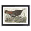 Great American Hen by John Audubon - Picture Frame Painting Print-55575249-55575246