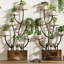 Plant Stand