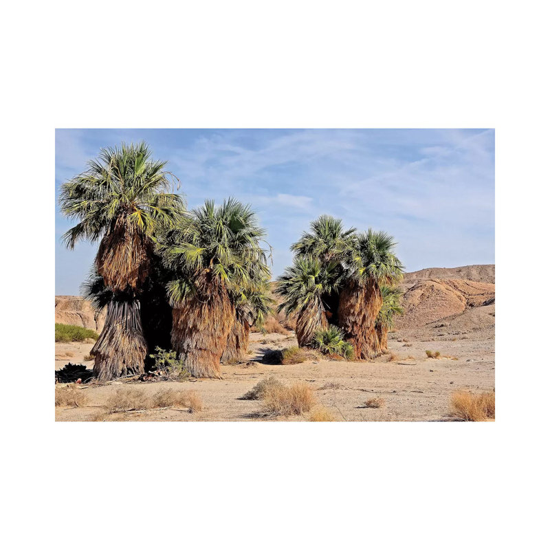 17 Palms Oasis At Anza Borrego by Brian Wolf - Wrapped Canvas Print, 20.32 cm H x 30.48 cm W