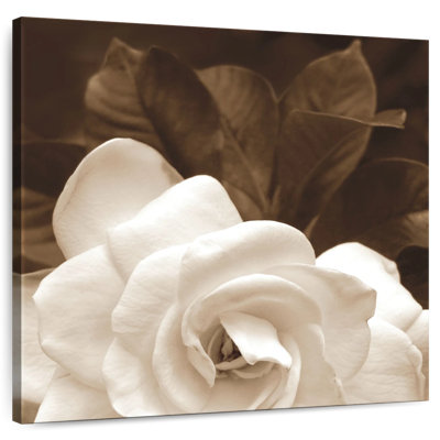 Harnek Gardenia Garden