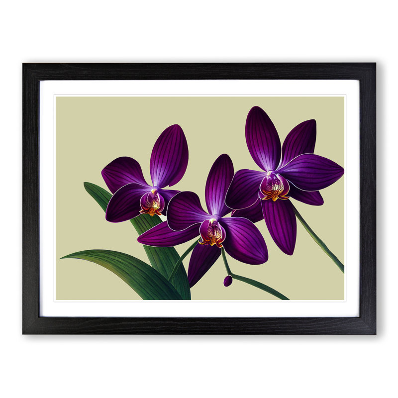 Glorious Orchid Flowers - Framed Print, Black, 46cm H x 64cm W x 2cm D