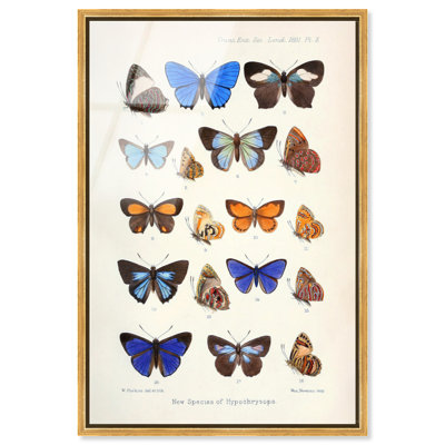 Affiche vintage encadrée d'hypochrysops, impression acrylique, par Art Remedy, cadre doré, 20 x 30