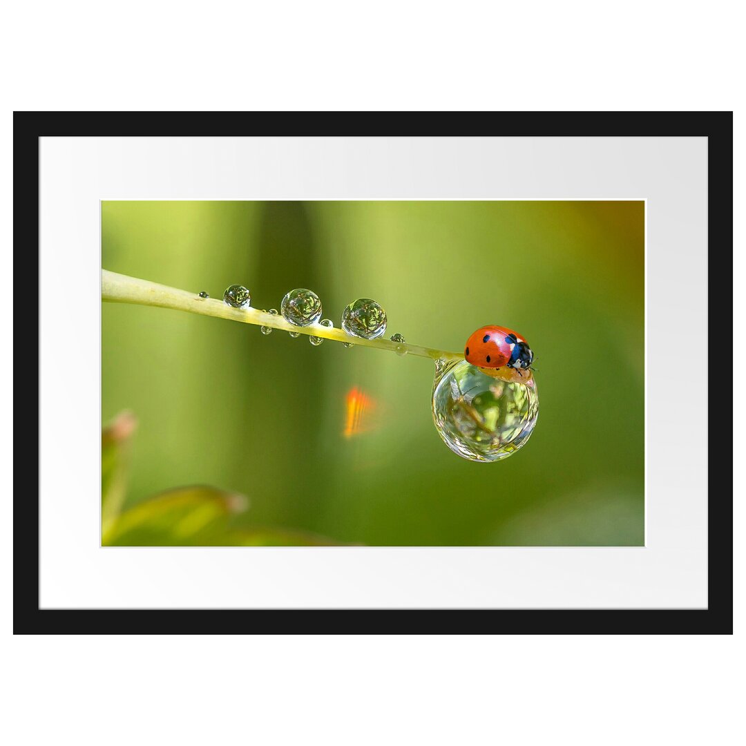 Gerahmter Fotodruck Ladybird auf einem Wassertropfen