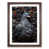 Walnut Framed