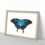 Ulysses Butterfly by George Shaw - Picture Frame Painting Print-55606050-55606051