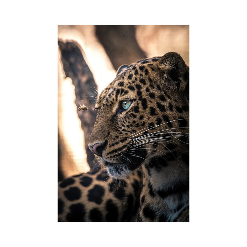 Leo View by Milos Karanovic - Wrapped Canvas Print, 66.04 cm H x 45.72 cm W x 1.91 cm D