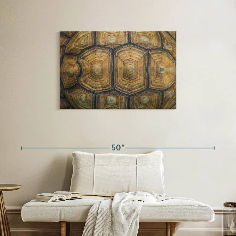 Brampt Giant Tortoise Shell, 24" H x 36" W
