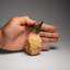 Genuine Mosasaur Tooth With Root (163.5 Grams)