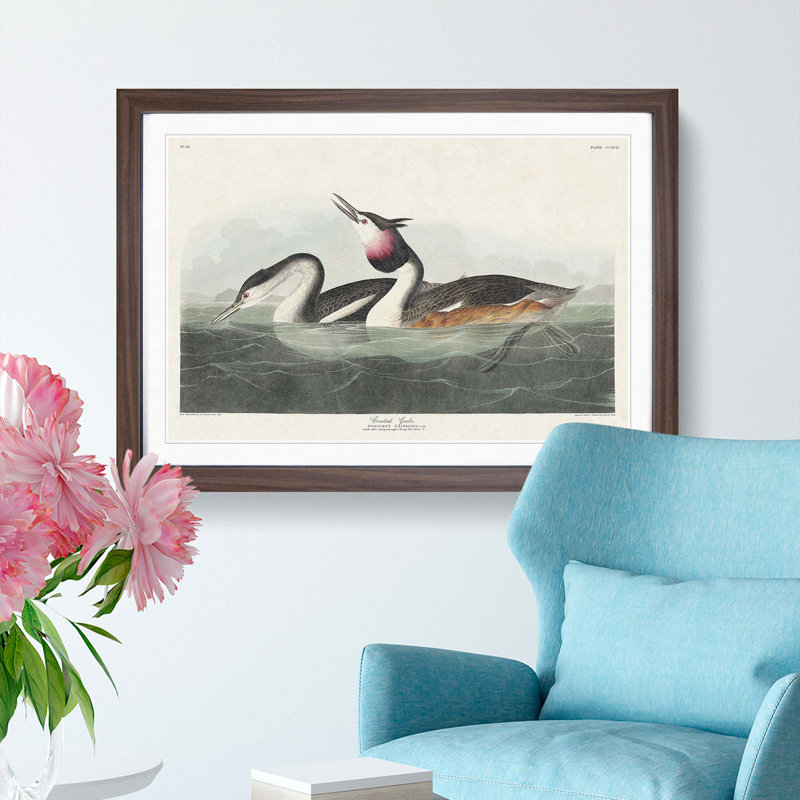 Crested Grebe by John James Audubon - Picture Frame Painting Print, Walnut Framed, 27cm H x 36cm W x 2cm D