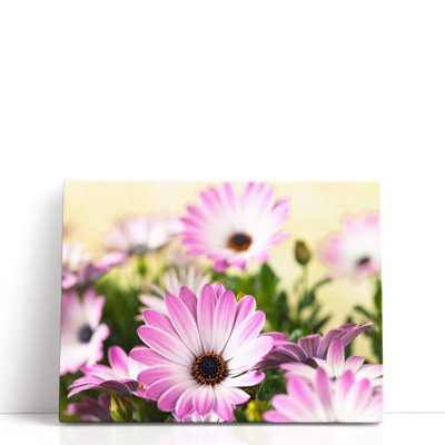 «Osteospermum Flowers 1», reproduction d'art sur toile