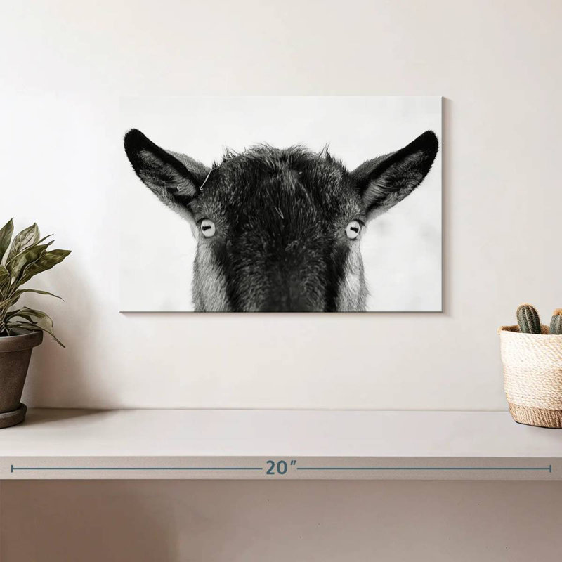 Peeking Black Goat, H 8 po x l 12 po