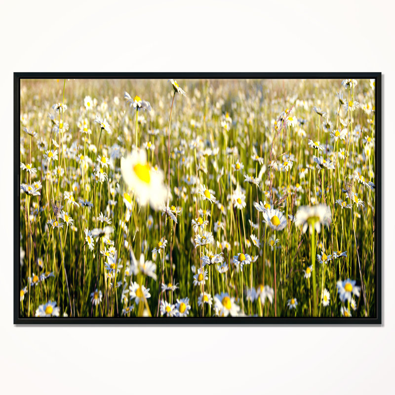 «Wild Chamomile Flowers Field», reproduction de photo sur toile tendue encadrée, H 30 po x l 40 po x P 1,5 po, Cadre noir