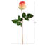 Tige de roses-577586558-577586554