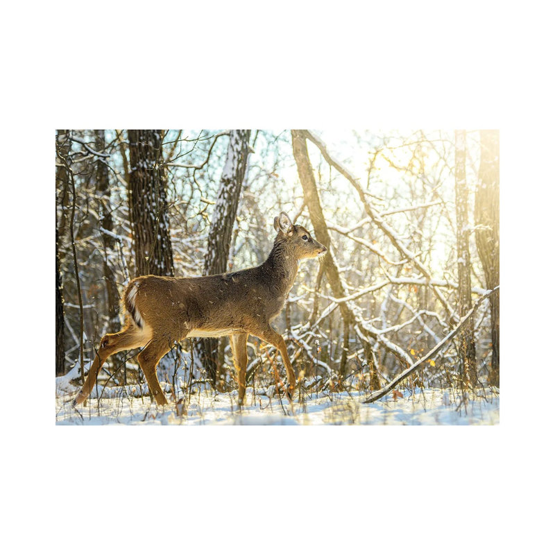 Young Bambi Walking Towards The Sun On The Snow By Nik Rave - Wrapped Canvas Photograph by Nik Rave - Wrapped Canvas Print