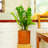 Modern Style Plastic Planter for Home