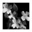 Art mural sur toile tendue - Susan S. Barmon «Cornouiller noir et blanc» pour décoration de salon, de chambre à coucher ou de bureau - 18 x 18-29226909