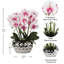 Rowney Arrangement-1274589298