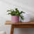 Modern Plastic Indoor/Outdoor Round Planter with Saucer-548381732-537478795