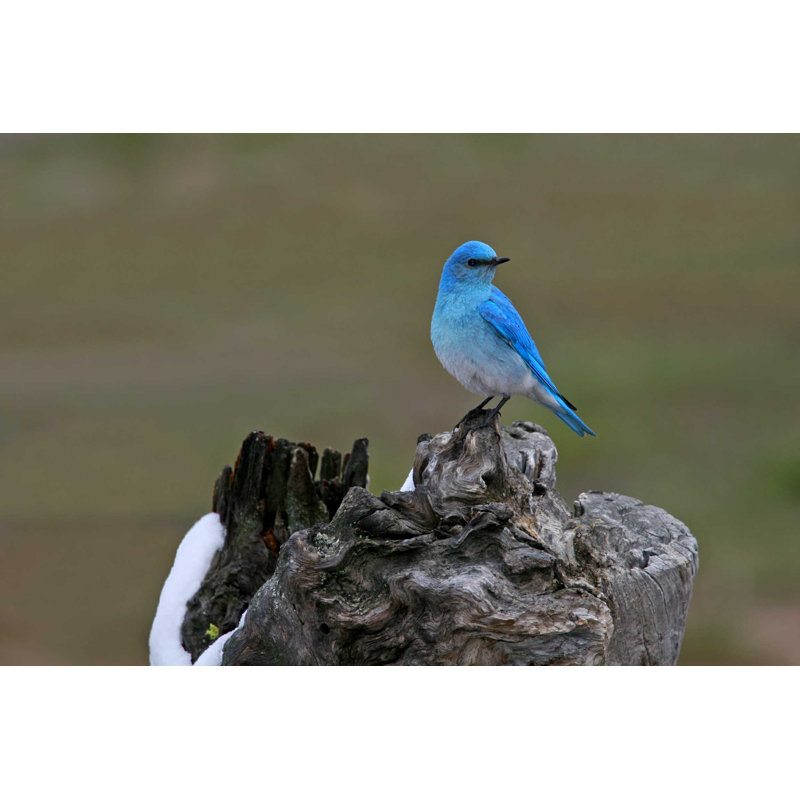 Bluebird Beauty - Photographie sur toile tendue, H 8 po x l 12 po