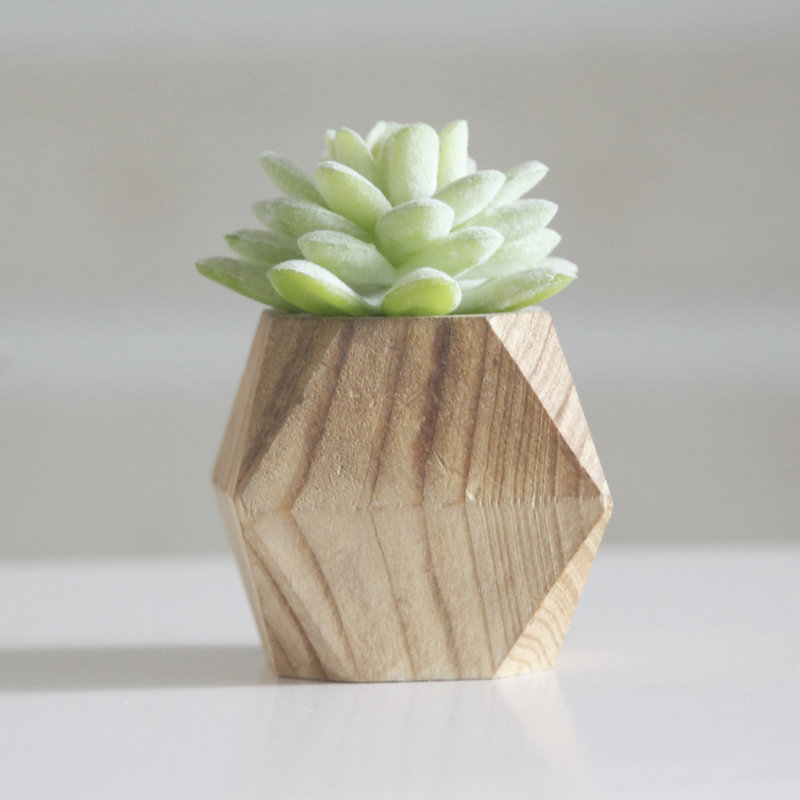 Ensemble de 3 succulent plante en pot