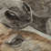 Premium Machine Washable Varroville AMF1718 Animal Rug
