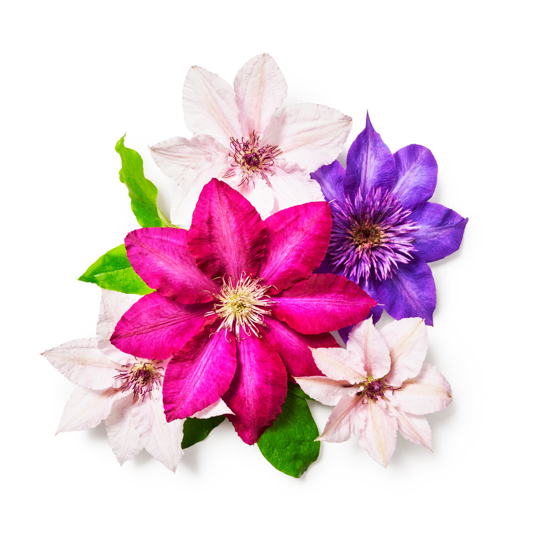 Clematis Flowers by Firina - Wrapped Canvas Print