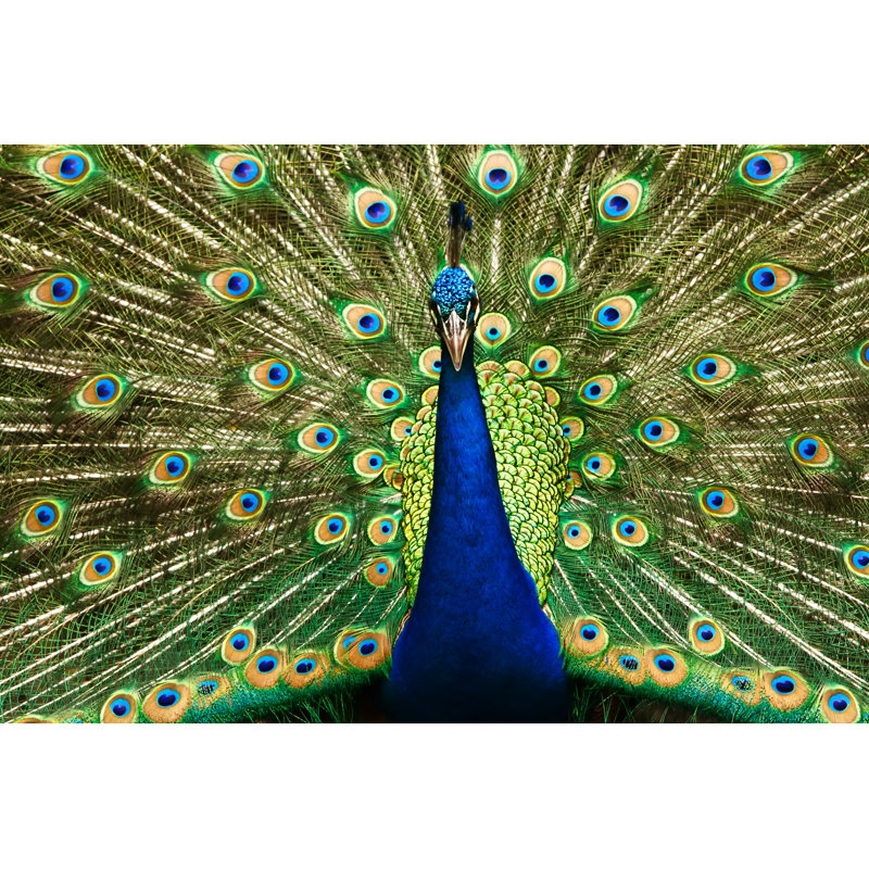 " Beautiful Peacock " by Praisaeng, 12" W x 8" H