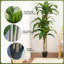 152cm Tree