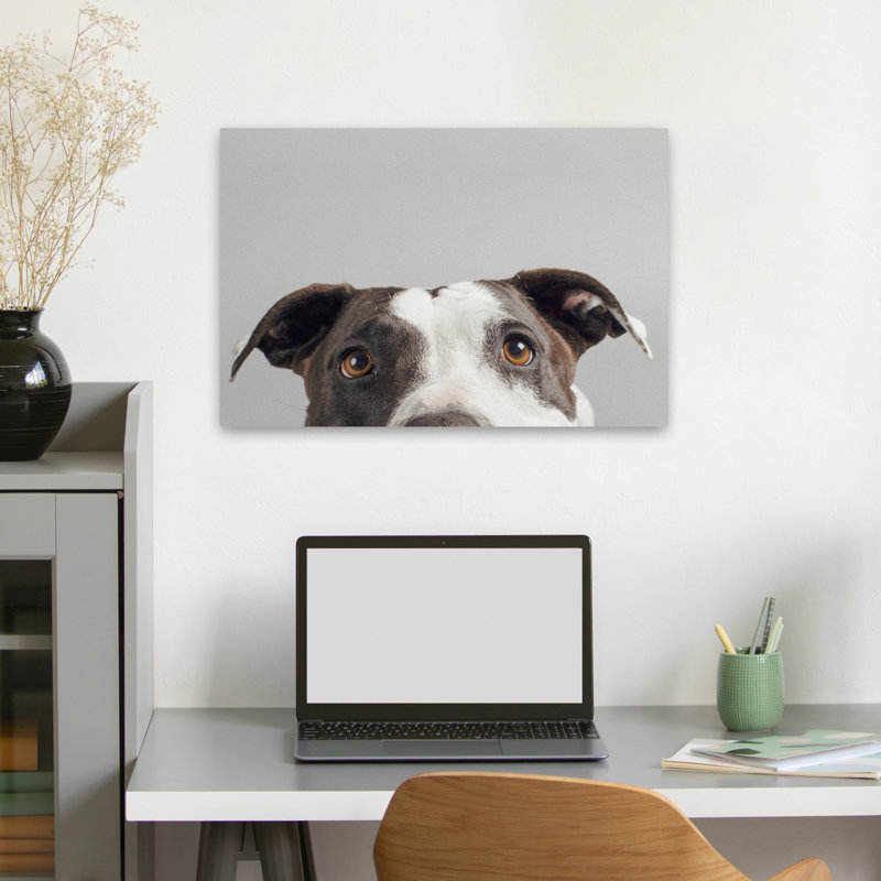 Rubis - photographie, animaux, chiens, H 16 po x l 24 po